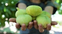 Tüplü Kahramanmaraş İri Meyveli Abbas İnciri Fidanı 80-100 CM