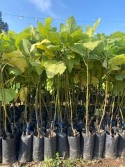 Tüplü Kahramanmaraş İri Meyveli Abbas İnciri Fidanı 80-100 CM