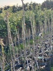 Tüplü Kahramanmaraş İri Meyveli Abbas İnciri Fidanı 80-100 CM