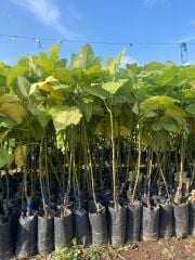 Tüplü Kahramanmaraş İri Meyveli Abbas İnciri Fidanı 80-100 CM