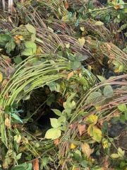 TÜPLÜ MEYVE VEREN DİKENSİZ JUMBO BÖĞÜRTLEN BOY 7/8 M