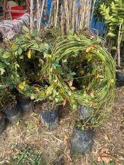 TÜPLÜ MEYVE VEREN DİKENSİZ JUMBO BÖĞÜRTLEN BOY 7/8 M