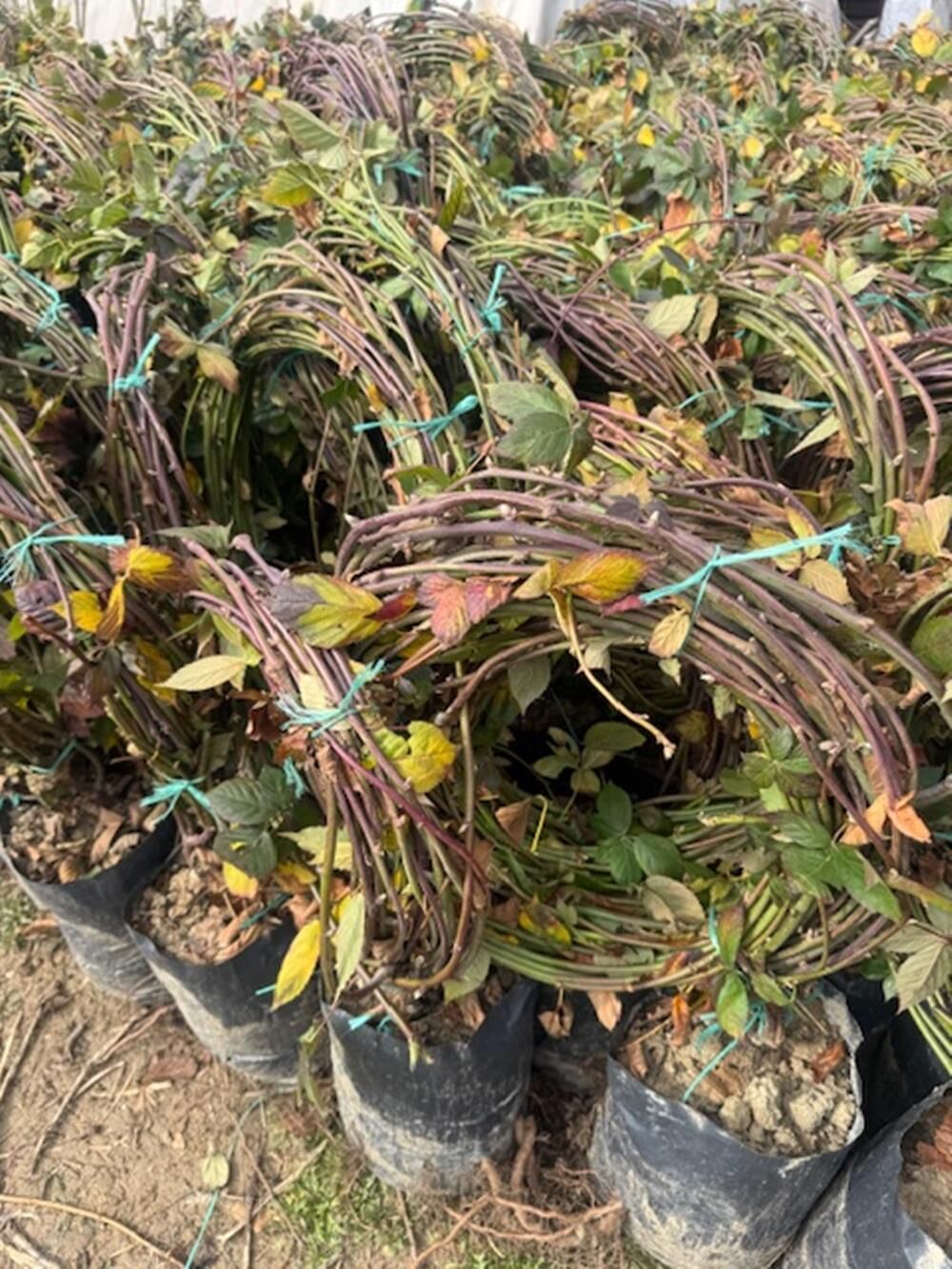 7-8 M DİKENSİZ JUMBO BÖĞÜRTLEN FİDANI