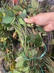 7-8 M DİKENSİZ JUMBO BÖĞÜRTLEN FİDANI