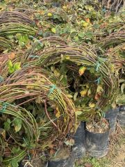 7-8 M DİKENSİZ JUMBO BÖĞÜRTLEN FİDANI