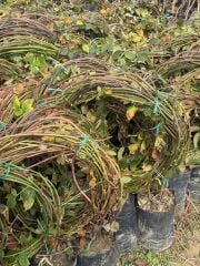 7-8 M DİKENSİZ JUMBO BÖĞÜRTLEN FİDANI