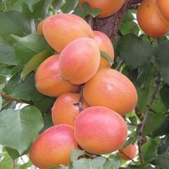 3 YAŞ TÜPLÜ ORANGE RUBY KAYISI FİDANI,BOY 150-170 CM