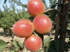 3 YAŞ TÜPLÜ ORANGE RUBY KAYISI FİDANI,BOY 150-170 CM