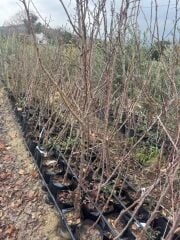 3 YAŞ TÜPLÜ ORANGE RUBY KAYISI FİDANI,BOY 150-170 CM