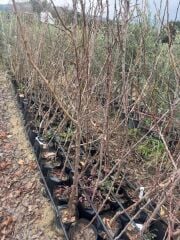 3 YAŞ TÜPLÜ ORANGE RUBY KAYISI FİDANI,BOY 150-170 CM