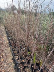 3 YAŞ TÜPLÜ ORANGE RUBY KAYISI FİDANI,BOY 150-170 CM