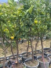 5 YAŞ,15 LT SAKSIDA; KALIN GÖVDELİ MEYVE VEREN KÜTDİKEN YEDİVEREN LİMON FİDANI BOY 150-180 CM