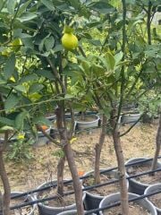 5 YAŞ,15 LT SAKSIDA; KALIN GÖVDELİ MEYVE VEREN KÜTDİKEN YEDİVEREN LİMON FİDANI BOY 150-180 CM