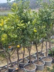 5 YAŞ,15 LT SAKSIDA; KALIN GÖVDELİ MEYVE VEREN KÜTDİKEN YEDİVEREN LİMON FİDANI BOY 150-180 CM