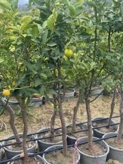 5 YAŞ,15 LT SAKSIDA; KALIN GÖVDELİ MEYVE VEREN KÜTDİKEN YEDİVEREN LİMON FİDANI BOY 150-180 CM