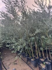Tüplü, 3 yaş bodur arbequeinea ispanyol zeytin fidanı 180-200 cm