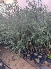 Tüplü, 3 yaş bodur arbequeinea ispanyol zeytin fidanı 180-200 cm