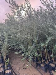 Tüplü, 3 yaş bodur arbequeinea ispanyol zeytin fidanı 180-200 cm