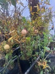 Tüplü 3 yaş bodur süs narı fidanı boy 30-40 cm