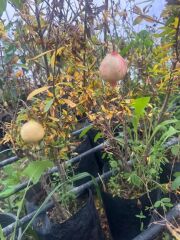 Tüplü 3 yaş bodur süs narı fidanı boy 30-40 cm