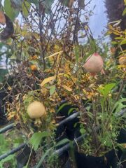 Tüplü 3 yaş bodur süs narı fidanı boy 30-40 cm