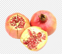 5 YAŞ SAKSIDA MEYVE VEREN TATLI (ŞEKER) NAR FİDANI BOY 150-200 CM