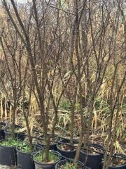 5 YAŞ SAKSIDA MEYVE VEREN TATLI (ŞEKER) NAR FİDANI BOY 150-200 CM