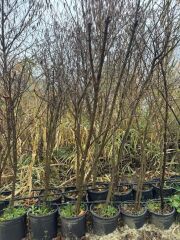 5 YAŞ SAKSIDA MEYVE VEREN TATLI (ŞEKER) NAR FİDANI BOY 150-200 CM