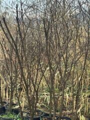 5 YAŞ SAKSIDA MEYVE VEREN TATLI (ŞEKER) NAR FİDANI BOY 150-200 CM