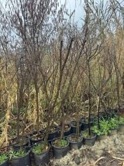 5 YAŞ SAKSIDA MEYVE VEREN TATLI (ŞEKER) NAR FİDANI BOY 150-200 CM