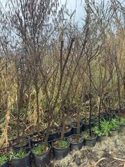 5 YAŞ SAKSIDA MEYVE VEREN TATLI (ŞEKER) NAR FİDANI BOY 150-200 CM