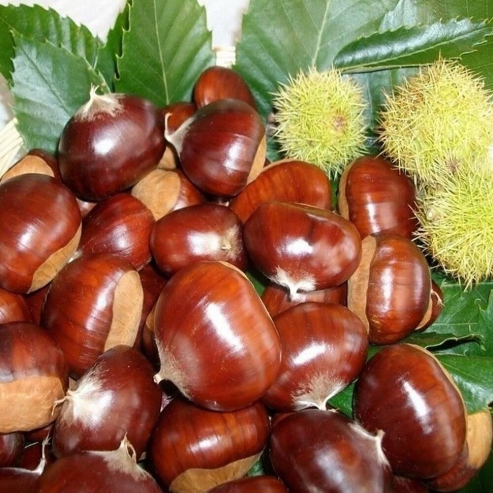 5 YAŞ SAKSIDA AŞILI HACIÖMER KESTANE FİDANI BOY 170-200 CM