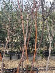 5 YAŞ SAKSIDA AŞILI HACIÖMER KESTANE FİDANI BOY 170-200 CM