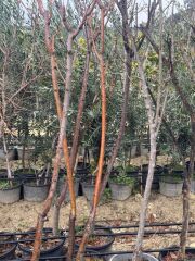 5 YAŞ SAKSIDA AŞILI HACIÖMER KESTANE FİDANI BOY 170-200 CM