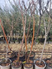 5 YAŞ SAKSIDA AŞILI HACIÖMER KESTANE FİDANI BOY 170-200 CM