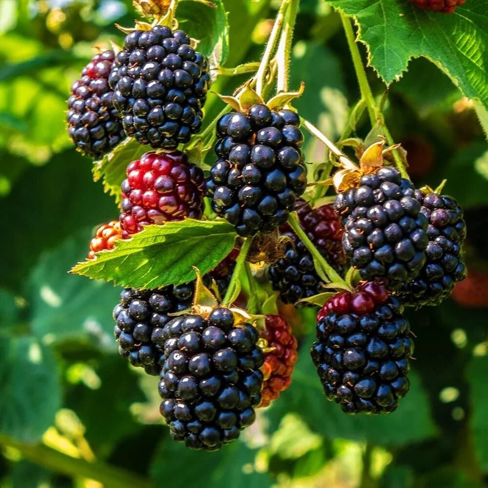 3-4 M BOYUNDA ,TÜPLÜ ERKENCİ BLACKBERRY BÖĞÜRTLEN FİDANI