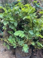 3-4 M BOYUNDA ,TÜPLÜ ERKENCİ BLACKBERRY BÖĞÜRTLEN FİDANI