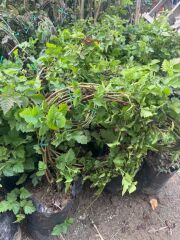 3-4 M BOYUNDA ,TÜPLÜ ERKENCİ BLACKBERRY BÖĞÜRTLEN FİDANI