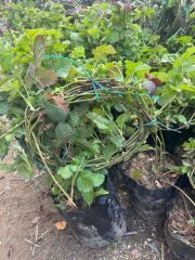 3-4 M BOYUNDA ,TÜPLÜ ERKENCİ BLACKBERRY BÖĞÜRTLEN FİDANI