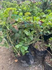 3-4 M BOYUNDA ,TÜPLÜ ERKENCİ BLACKBERRY BÖĞÜRTLEN FİDANI