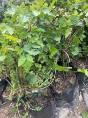 3-4 M BOYUNDA ,TÜPLÜ ERKENCİ BLACKBERRY BÖĞÜRTLEN FİDANI