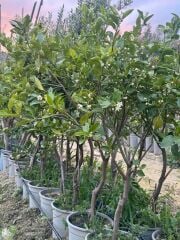 SAKSIDA 5 YAŞ,ÇEKİRDEKSİZ TAHİTİ LİME (YEŞİL) LİMON FİDANI,BOY 150-170 CM