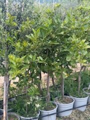 SAKSIDA 5 YAŞ,ÇEKİRDEKSİZ TAHİTİ LİME (YEŞİL) LİMON FİDANI,BOY 150-170 CM