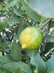 SAKSIDA 5 YAŞ,ÇEKİRDEKSİZ TAHİTİ LİME (YEŞİL) LİMON FİDANI,BOY 150-170 CM