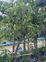 SAKSIDA 5 YAŞ,ÇEKİRDEKSİZ TAHİTİ LİME (YEŞİL) LİMON FİDANI,BOY 150-170 CM