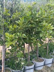 SAKSIDA 5 YAŞ,ÇEKİRDEKSİZ TAHİTİ LİME (YEŞİL) LİMON FİDANI,BOY 150-170 CM