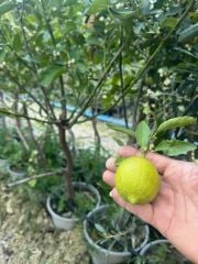 SAKSIDA 5 YAŞ,ÇEKİRDEKSİZ TAHİTİ LİME (YEŞİL) LİMON FİDANI,BOY 150-170 CM