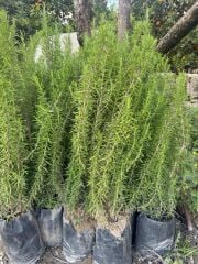 TÜPLÜ,DOLGUN FORMDA BİBERİYE FİDANI BOY 60-80  CM