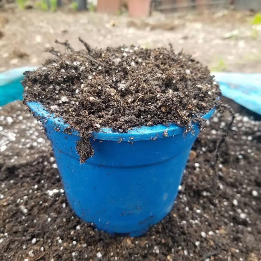 BLUBERRY YABAN MERSİNİ TOPRAĞI  30 LİTRE