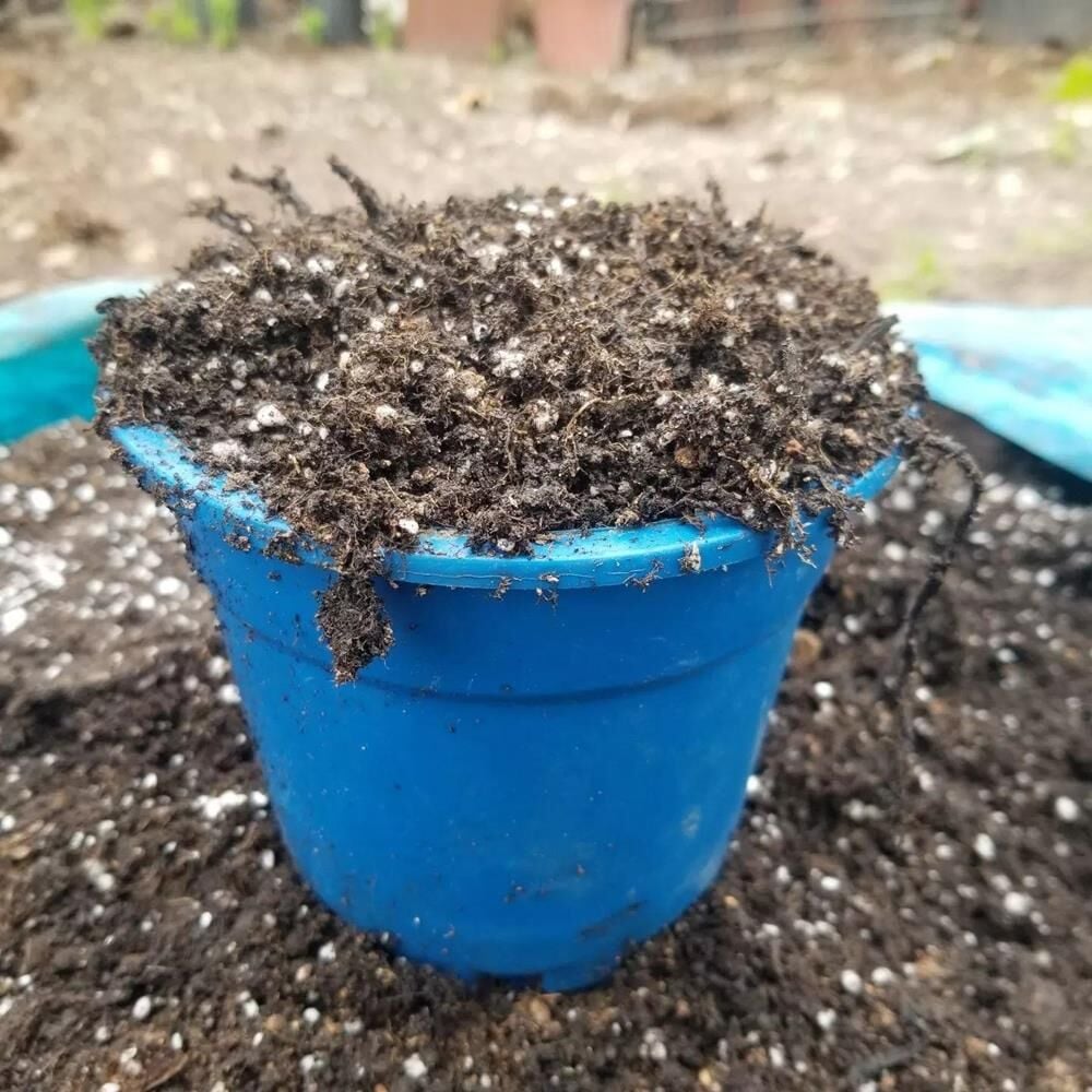 BLUBERRY YABAN MERSİNİ TOPRAĞI  30 LİTRE
